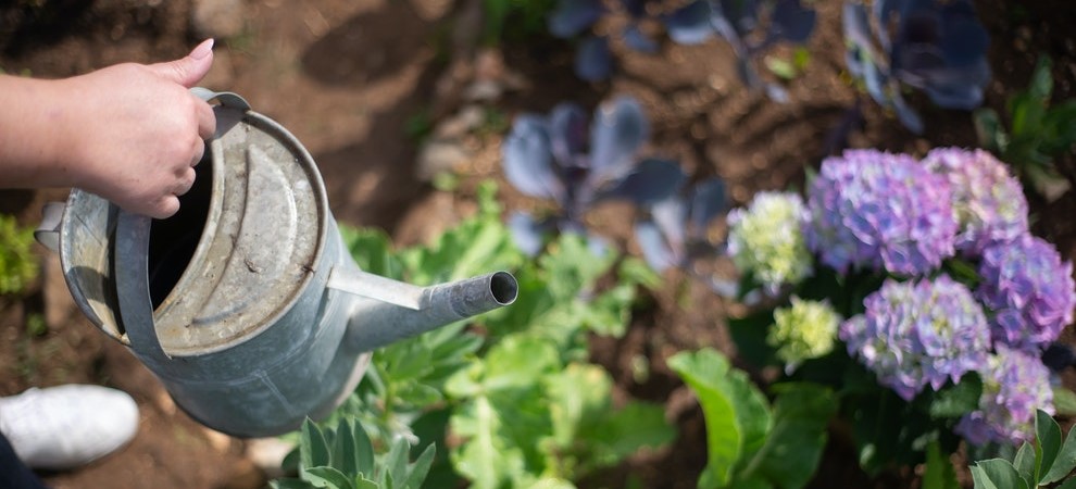 gardener holding watering can next to purple flowers