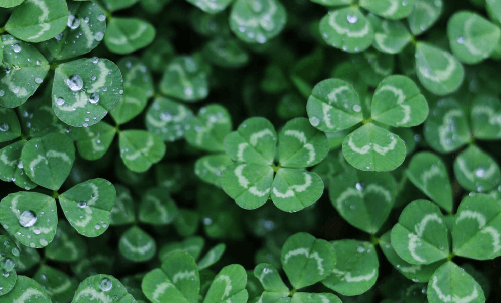 shamrocks, a symbol of saint patrick's day in ireland