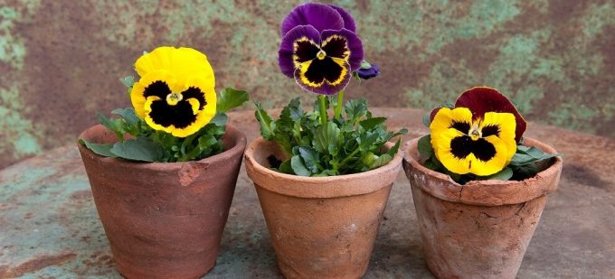 three plants in pots, perfect for small garden ideas