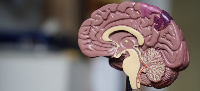 brain where strokes occur